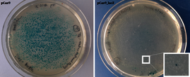 Agarplatten mit blauen, nicht geCRISPRten (links) und weißen, geCRISPRten (rechts) Escherichia coli-Kolonien aus dem CRISPR-Experiment