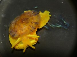 Gelbe Viertentakel-Meeresschnecke Tylodina