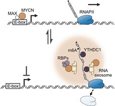 Das Modell zeigt die zwei verschiedenen Zustände von MYCN: DNA- und RNA-gebunden, und den Einfluss auf die Synthese neuer RNA Moleküle.  