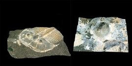400 Millionen Jahre alter Trilobit besaß ähnliche Facettenaugen wie heutige Bienen