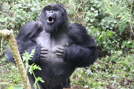 Gorilla-Silberrücken beim Brusttrommeln.  © Dian Fossey Gorilla Fund