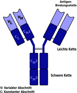 Schematischer Aufbau Antikörper