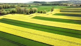 Felder gelb und grünfarbig gestreift, Streifenanbau mit Winterraps und Winterweizen zur Förderung der Artenvielfalt.