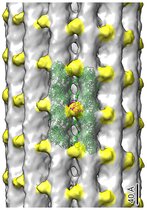 Die Kryo-Elektronentomographie zeigt Tubulindimere in Grün und EB1-Proteine in Gelb, die sich entlang der Mikrotubuli des primären Ziliums der Niere befinden. Die Rolle dieser ungewöhnlichen Verteilung von EB1 wird derzeit untersucht. 