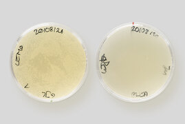 Zwei Petrischalen mit Bakterienkulturen