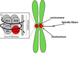 Zellteilung Histon