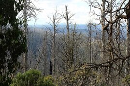 Abgebrannter Eukalyptus-Urwald in Australien. Nach solchen Waldschäden sei es für die Biodiversität besser, nicht aufzuräumen,