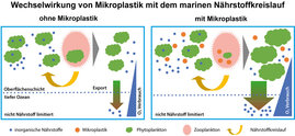 Die Aufnahme von Mikroplastik durch das Zooplankton verringert den Fraßdruck und ermöglicht mehr Algenwachstum.