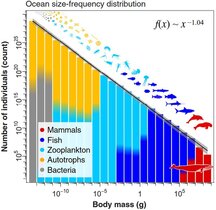  Größenklassen-Spektrum der gesamten Ozean-Biomasse