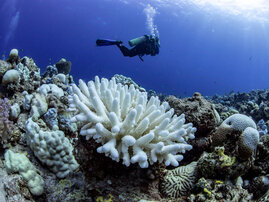 Bleichende Korallen