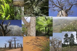 Klima Boden Pflanzenmerkmale