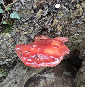 Ein Beefsteak-Pilz, aufgenommen in einem Wald bei Solingen. 