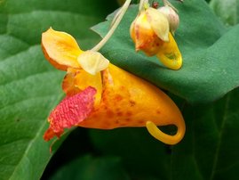 Blüten von nordamerikanischen Springkräuter-Arten 