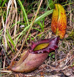 Kannenpflanze der Gattung Nepenthes 