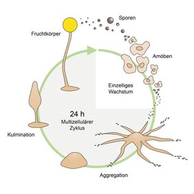 Entwicklungszyklus von D. discoideum