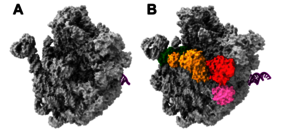 3D-Strukturmodelle von Vorläufern der großen bakteriellen ribosomalen Untereinheit.
