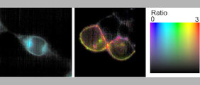 Die Abbildung zeigt, wie nah sich BTN3-Moleküle in der Zelle kommen, indem sie BTN3A1-Moleküle mit modifizierten BTN3A1-Molkülen vergleicht. 