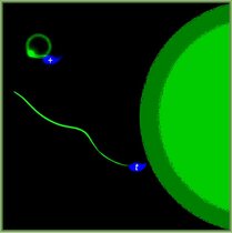 In direkter Konkurrenz zueinander setzen sich t-Spermien beim Wettlauf um die Eizelle mit Hilfe genetischer Tricks gegen ihre normalen Konkurrenten (+) durch.