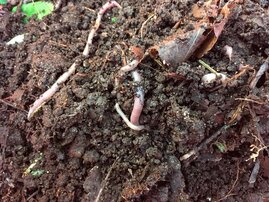 Regenwürmer graben im arktischen Boden