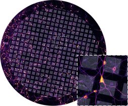 Primäre Hippocampusneuronen der Ratte, die für die kryogene Elektronentomographie auf einem elektronenmikroskopischen Stützgitter kultiviert wurden. Primäre Hippocampusneuronen der Ratte, die für die kryogene Elektronentomographie auf einem elektronenmikroskopischen Stützgitter kultiviert wurden.