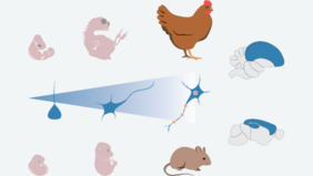 Grafik Vögel und Mäuse