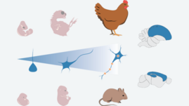 Grafik Vögel und Mäuse