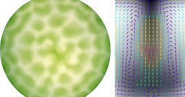 Strömungsmuster photosynthetischer Mikroorgansimen in einer runden Petrischale (links, Draufsicht) und Strömungsprofil in einer abgedichteten Kammer (rechts, Querschnitt)