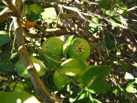 Die dunklen Flecken auf den Blättern und Früchten des Zitronenbaums sind typische Symptome des Zitruskrebses