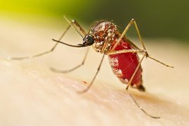 Weibliche Aedes aegypti-Stechmücke, nachdem sie ihre Blutmahlzeit eingenommen hat. 