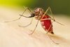 Weibliche Aedes aegypti-Stechmücke, nachdem sie ihre Blutmahlzeit eingenommen hat. Weibliche Aedes aegypti-Stechmücke, nachdem sie ihre Blutmahlzeit eingenommen hat.