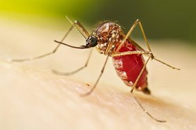 Weibliche Aedes aegypti-Stechmücke, nachdem sie ihre Blutmahlzeit eingenommen hat. 