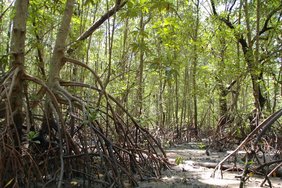Ein Mangrovenwald in Thailand bei Niedrigwasser Ein Mangrovenwald in Thailand bei Niedrigwasser