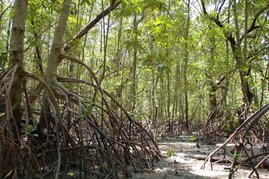 Ein Mangrovenwald in Thailand bei Niedrigwasser Ein Mangrovenwald in Thailand bei Niedrigwasser