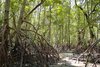 Ein Mangrovenwald in Thailand bei Niedrigwasser