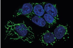 Stammzellen eines Mausembryos 