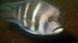 Cyphotilapia gibberosa gehört zu den besonders neugierigen Buntbarschen