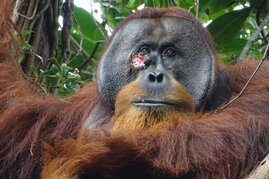 Gesichtswunde des erwachsenen männlichen Orang-Utans Rakus 
