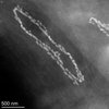 Perlschnurförmige Magnetosomenketten des endosymbiontischen Bakteriums. Perlschnurförmige Magnetosomenketten des endosymbiontischen Bakteriums.