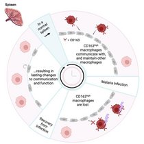 Forschende der Universität Bonn und des Peter Doherty Institute for Infection and Immunity in Melbourne haben untersucht, welchen langfristigen Einfluss Malaria-Infektionen auf residente Makrophagen in der Milz haben. Grafik