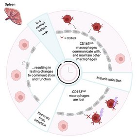 Forschende der Universität Bonn und des Peter Doherty Institute for Infection and Immunity in Melbourne haben untersucht, welchen langfristigen Einfluss Malaria-Infektionen auf residente Makrophagen in der Milz haben. Grafik