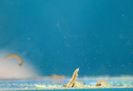 Meeresborstenwürmer beim Laichen 