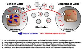 Protein beeinflusst Regeneration beschädigter Gefäßzellen