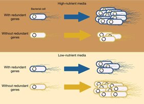 Redundanz in biologischen Systemen