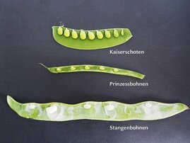 Samenkörner in verschiedenen Erbsen- und Bohnenschoten. Das Forschungsteam hat geklärt, warum die Abstände zwischen den Samen in jeder Schote so ähnlich sind und wie die Abstände im Verhältnis zur Samengröße stehen.