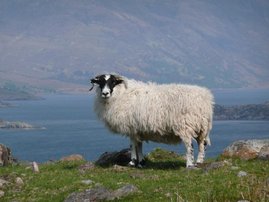 Scottish Blackface Schafe aus Applecross, Schottland 