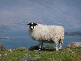 Scottish Blackface Schafe aus Applecross, Schottland 