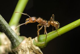 In den Tropen Amerikas verbreitete Ameise In den Tropen Amerikas verbreitete Ameise