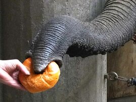 Afrikanischer Elefant greift ein Brötchen