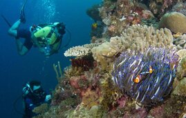 Ein Anemonenfisch-Paar, das sich in Tentakeln seiner Wirtsanemone vor Tauchern versteckt. 