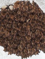 Myotis myotis Fledermäuse in Nietoperek, Polen, einem der größten und ökologisch bedeutendsten Fledermaus-Winterquartieren Europas. 